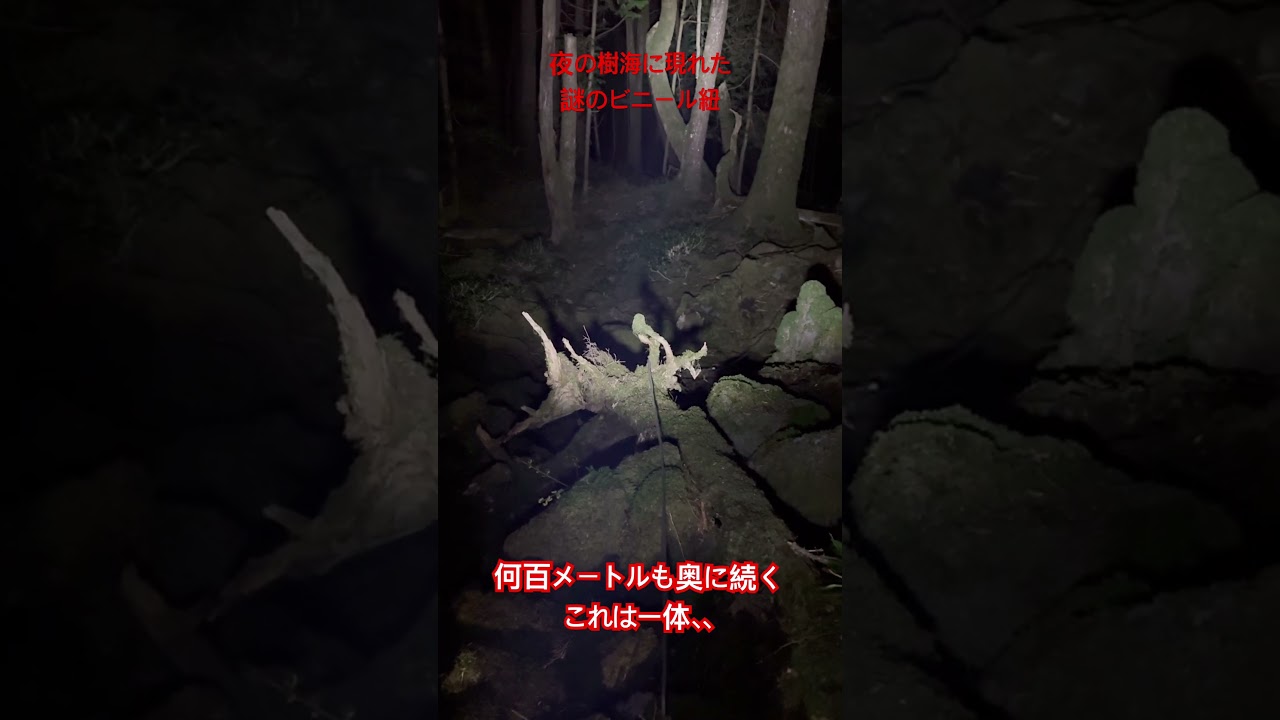 【切り抜き】夜の樹海で謎のビニール紐！コラボ　エレファントシッツ #恐怖 #心霊 #心霊スポット #樹海