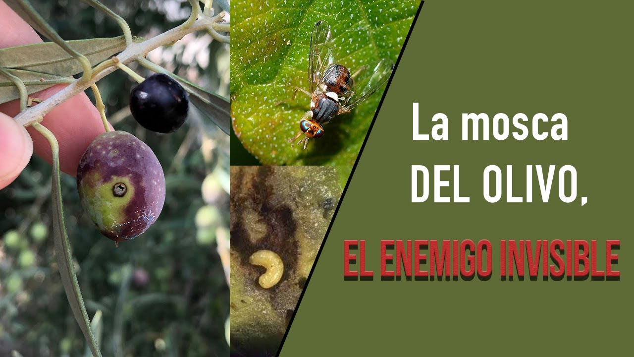 La mosca del Olivo, el enemigo invisible