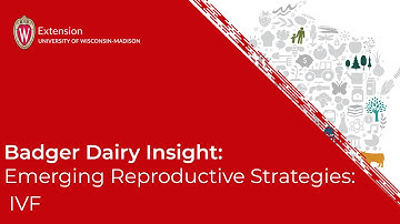 Badger Dairy Insight: Emerging Reproductive Strategies : IVF