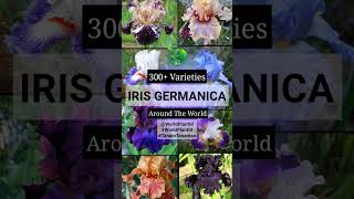Download Lagu IRIS (GERMANICA) VARIETIES | Bearded Iris | Bunga Airis | WORLD PLANT ID (Cek Link on Description) MP3