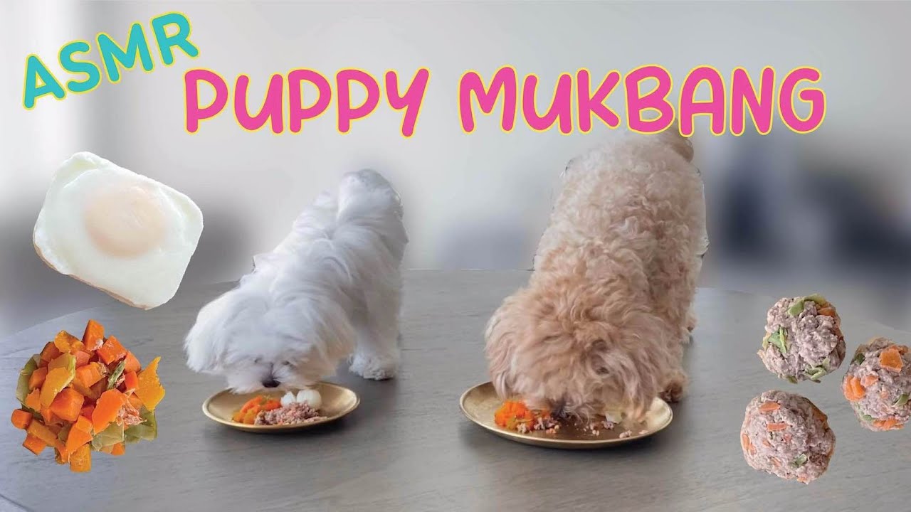 [ASMR] DOG MUKBANG: Homemade Meatballs | teacup puppies eating egg, meatballs, and mixed veggies