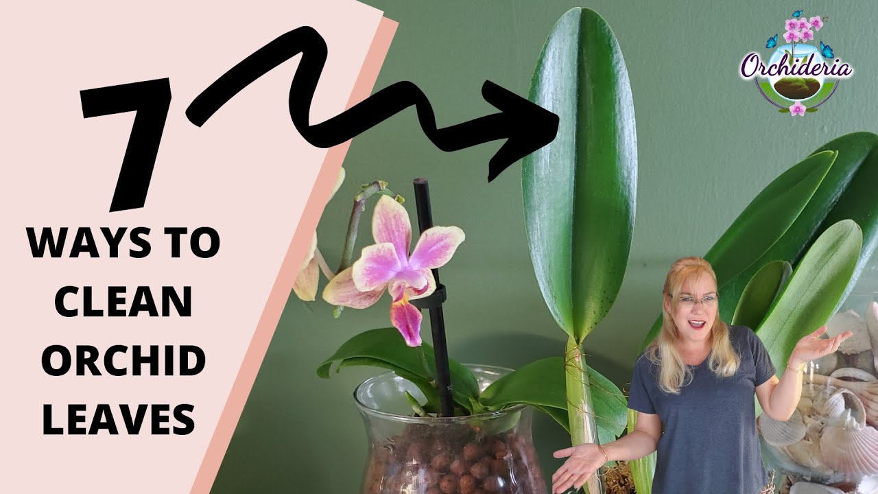 Top 7 Ways To Clean Orchid Leaves That Actually Work