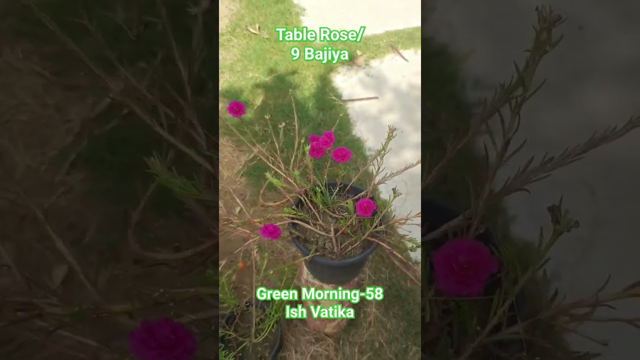 Green Morning-58 9 Bajiya Table Rose 