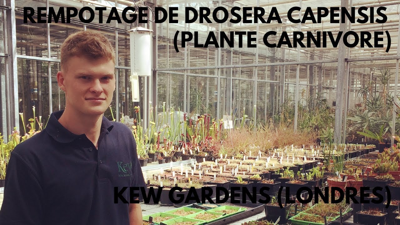 Comment remporter sa Plante Carnivore (Drosera) ? 🌱