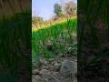 Ghar Me V Baat Chale Khat Ki Gaavwaale Shots Natural Plants Love Khat Trending Viral Ghar Me V Baat Chale Khat Ki Gaavwaale Shots Natural Plants Love Khat Trending Viral