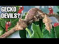 Are they okay now? Leaf- tailed gecko update and feeding (Uroplatus phantasticus)