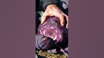 Red Cabbage Cutting ASMR | Cinematic Slow Motion with Countryside Cooking Ambience