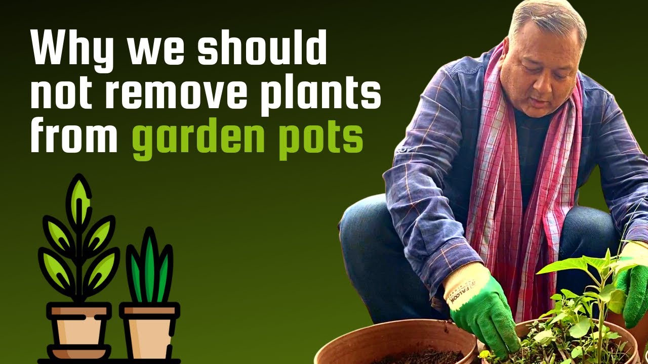 Why we should not remove plants from garden pots? YouTube