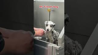 My Friends Dog vs My Dog 🐶🐾 #dog #funny #pets #doglover #shorts