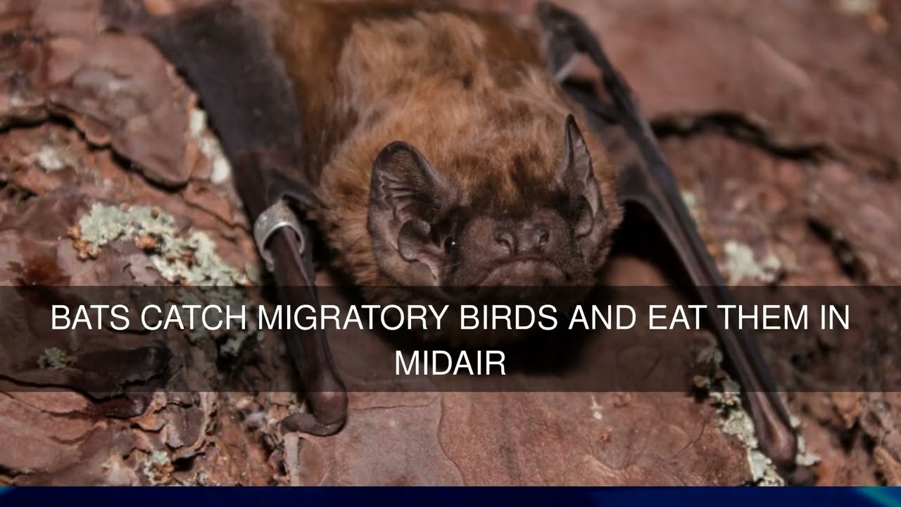 Bats Catch Migratory Birds and Eat Them in Midair