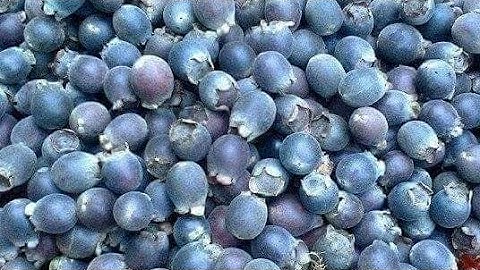 Giá Quả Sim Rừng Tươi Mới Nhất, Bán Quả Sim Rừng Ngâm Rượu, ALô Liễu 0989037668