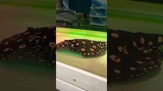 #가오리 #블랙다이아몬드가오리