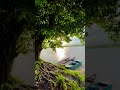 Peaceful Lake Side View 🌿 | Cinematic Nature ✨
