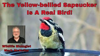 Is The Yellow-bellied Sapsucker is a Real Bird?