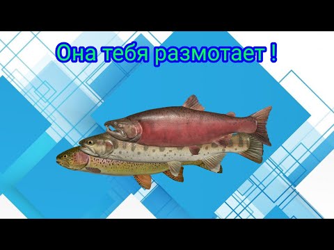Видео: Река Яма\Ловля на Колебалки\РР4\Русская рыбалка 4