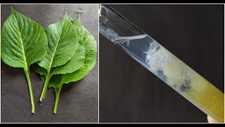 DNA Extraction from Plant Cells Practical Experiment