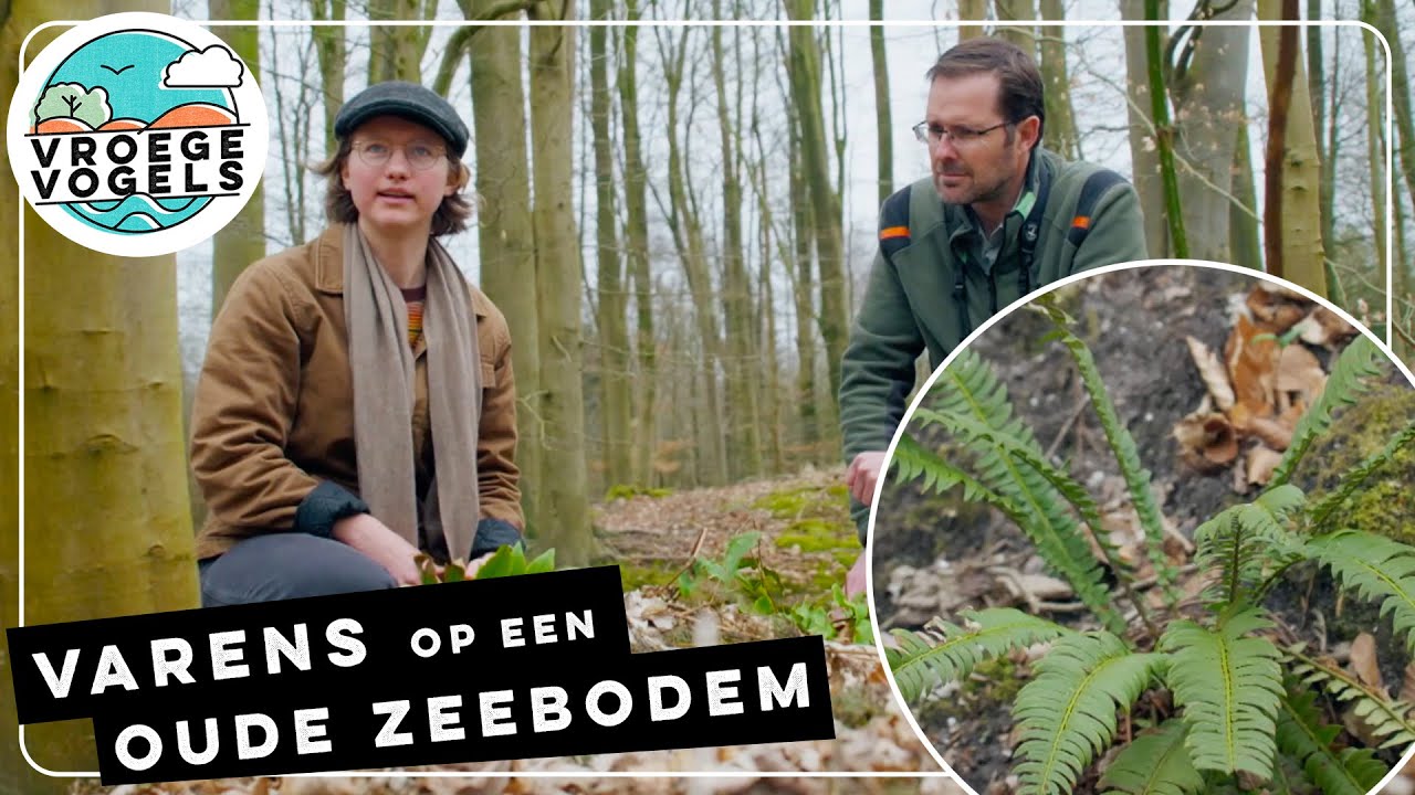 Varens groeien goed op de oude zeebodem van de Zuiderzee | TV | Vroege Vogels