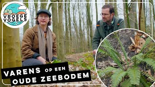 Download Lagu Varens groeien goed op de oude zeebodem van de Zuiderzee | TV | Vroege Vogels MP3