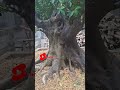FICUS ELEGAN SUPER PROKAR EXTRA LARGE #shorts #bonsai #ficus #caraperawatanbonsai #bonsaiindonesia