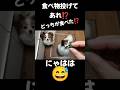 どっちが食べたか分からない🤣#面白い#面白#面白動画#面白い犬#おもしろ#おもしろい#おもしろ動画#パピヨン#犬#犬のいる暮らし#犬との暮らし#犬のいる生活#いぬ#いぬのいる生活#いぬのきもち