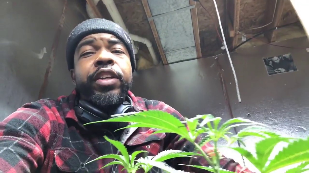 Indoor Grow Weekly Update:1st Veg clean up (lower lollipop)