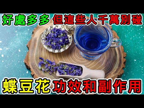 蝶豆花的營養價值，蝶豆花的功效，蝶豆花的副作用，蝶豆花對眼睛好嗎？蝶豆花哪些人不能吃？