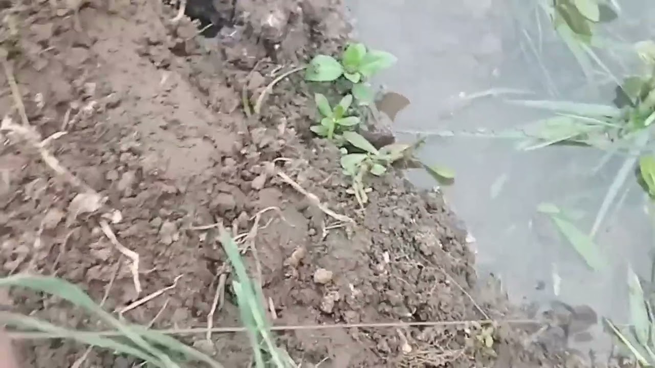 Mantra cara mancing belut, biar tidak di boncos