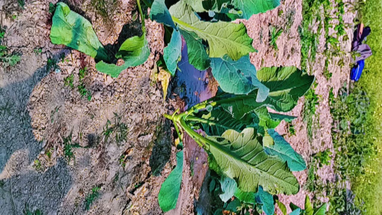 Vegetables 🥕🍆 in school kitchen Garden 