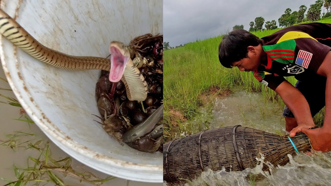 Really Shocking Heart By Big Snake Get In Bamboo Trap Trying Eating Fish -Scary Snake