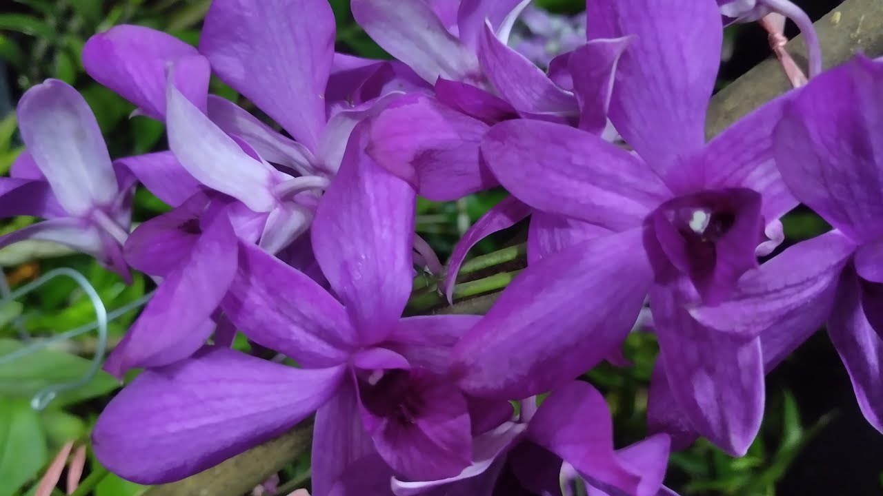 Live Anggrek Jadul harga semedulur 🥰 Bisa COD WA 0812-3183-3286