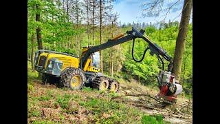 🌲 WFW Ecolog 590E & Logmax 7000 • Harvester in Action • Big Trees • Forstbetrieb Bemag 🌲
