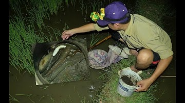 Theo chân người dân cắm câu từ sáng đến tối bắt cá lóc, cá trê ở ngoại ô Sài Gòn
