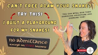 How to Free Roam Snakes If You Don't Have the Space! Enrichment for All!
