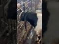 Deonar Bakra Mandi..#shorts #deonarbakra #deonarmandi #bakramandi #goats #bakra #animals #trending
