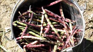 Picking Purple Hull Peas