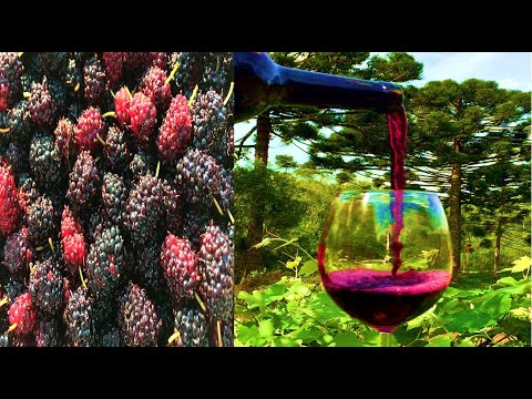 Vídeo: Fazendo Vinho Caseiro De Mirtilo