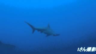 8th DEC 2014 Hammer head shark in yonaguni