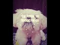 #edit #naofloppa #cachorros