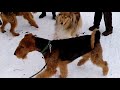 6 DOG LIVE: Встреча в лесу, эрдельтерьеров и колли.