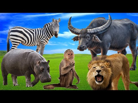 African Wildlife Video  - Wild Animals