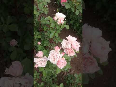 Дафна, японской селекции