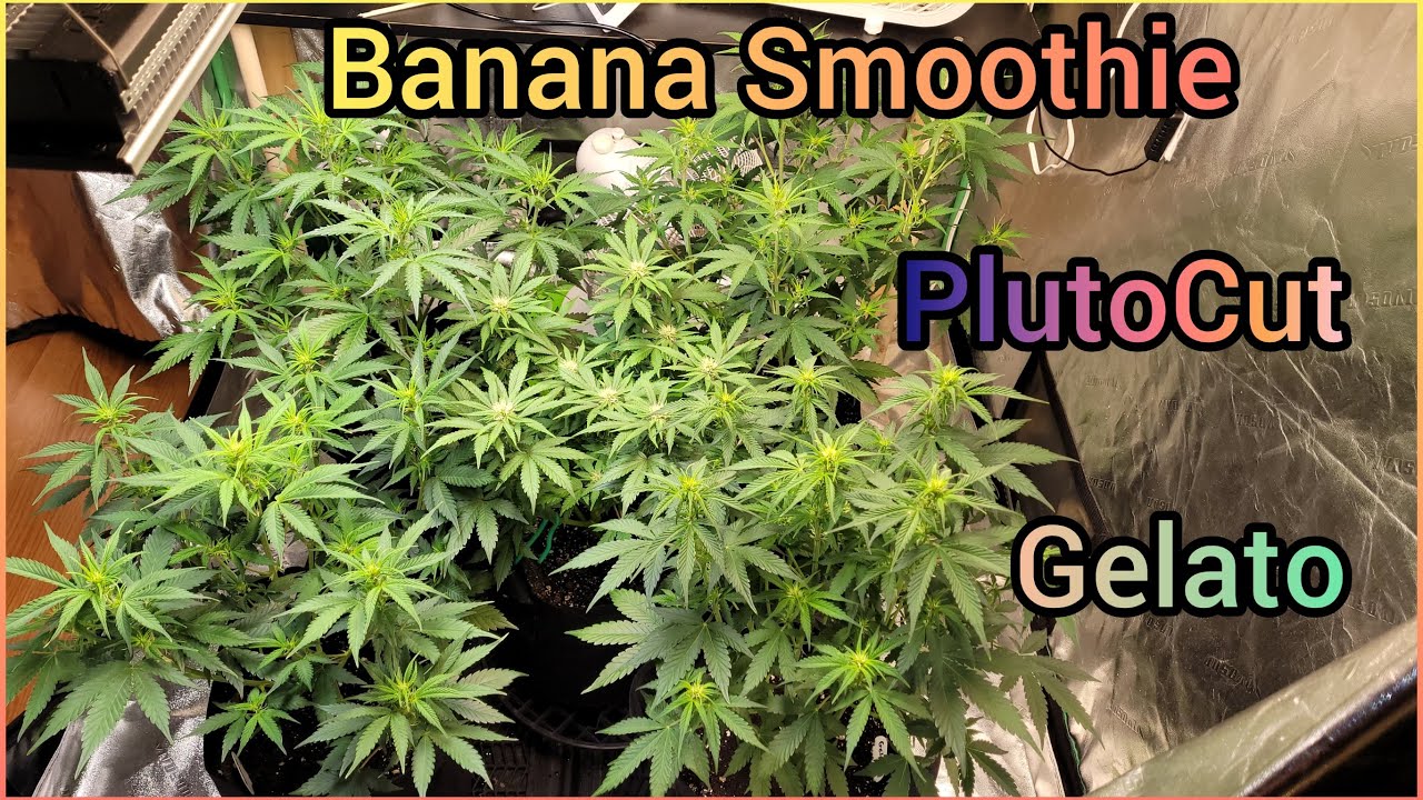 The Friendly Grower - Banana Smoothie, Pluto Cut & Gelato autoflower grow