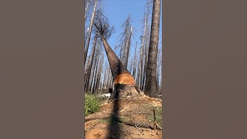 The sound of this tree falling is insane..