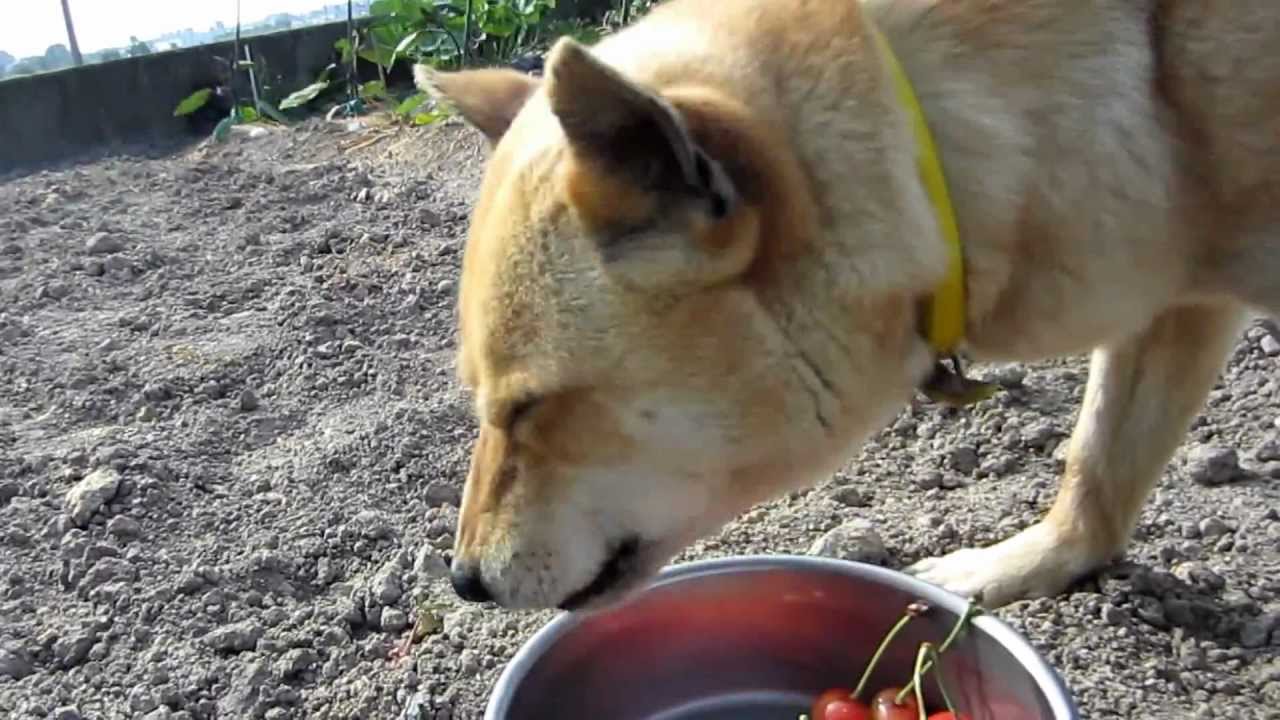 さくらんぼを食べる犬 Youtube