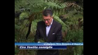 TGT  CIRO VESTITA FELCI EQUISETUM