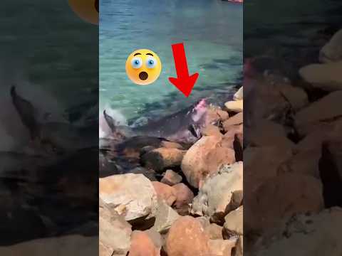 أسد البحر يلاحق حوت العنبر القزم حيوانات برية عجائب غرائب غموض حوت العنبر
