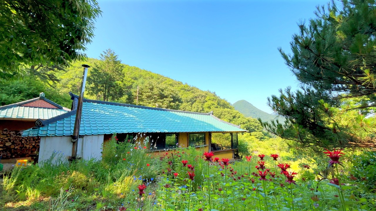 Мирное сельский дворик с моим котом 🐈🍃 | Цветоводство и сбор чеснока🧄
