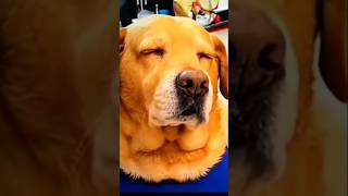 I miss you Leo Bhai 😭💘💔