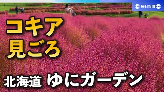 真っ赤な秋到来　3万2000株のコキア見ごろ　北海道・由仁