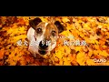 【新CM】「愛犬と寄り添う、秋の旅路」/CARO RESORT